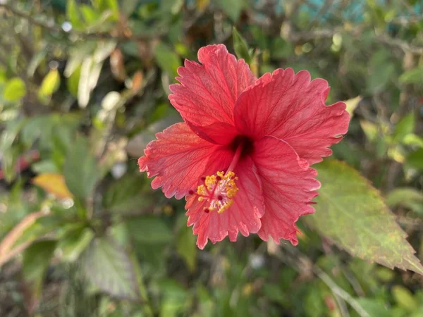 Fleur Hibiscus Rouge Dans Jardin Naturel — Photo