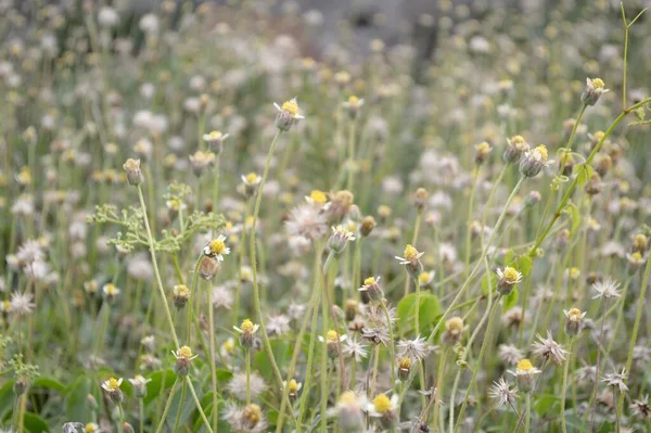 Doğa bahçesindeki kuru kaplama düğmeleri.