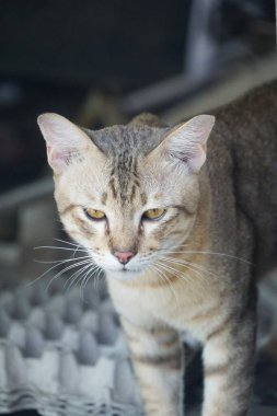 Şirin tekir kedi yerde.