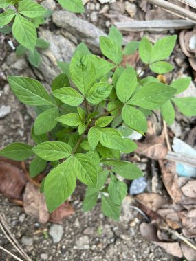 Vahşi Örümcek Çiçeği Doğa Bahçesinde