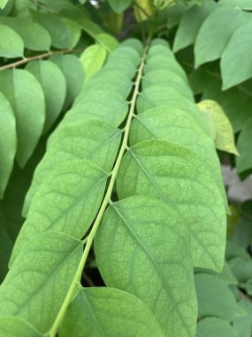 Bahçede taze yeşil yıldız bektaşi üzümü ağacı