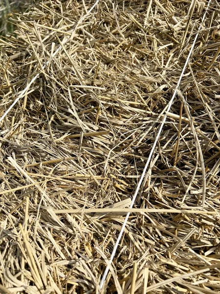 Dry Straw Agriculture Farm — Stockfoto