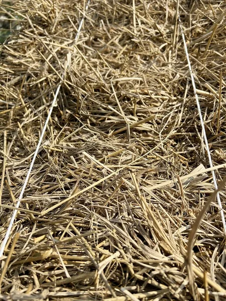 Dry Straw Agriculture Farm — Stockfoto
