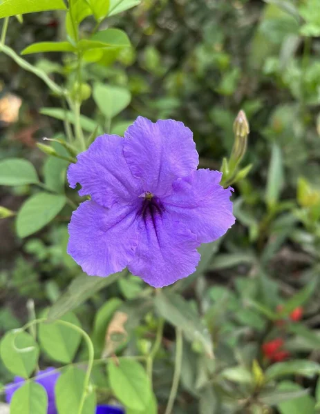 Fiore Viola Nel Giardino Della Natura — Foto Stock