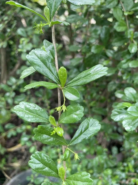 Verde Fresco Carmona Retusa Planta Jardim Natureza — Fotografia de Stock