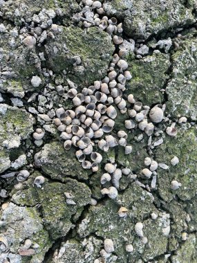 Yerde ölü bir kabuk.