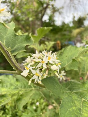 doğa Bahçe patlıcan çiçek