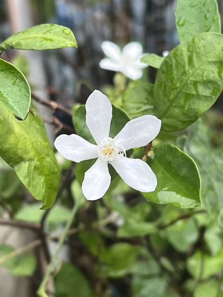 自然の庭の白いジャスミンの花 — ストック写真