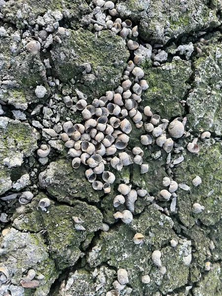 Yerde ölü bir kabuk.