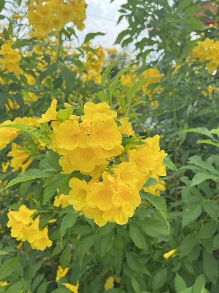 Żółty Kwiat Ogrodzie Natury — Zdjęcie stockowe
