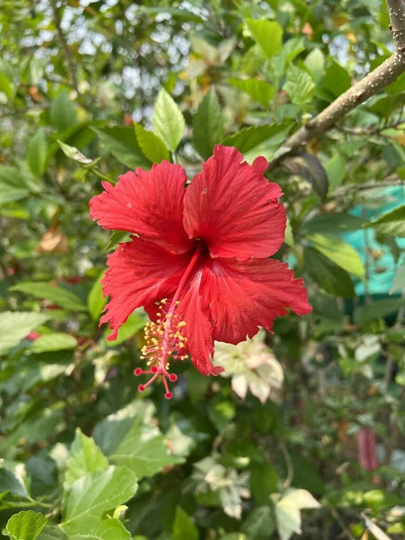 Красный Гибискус Цветок Саду Природы — стоковое фото