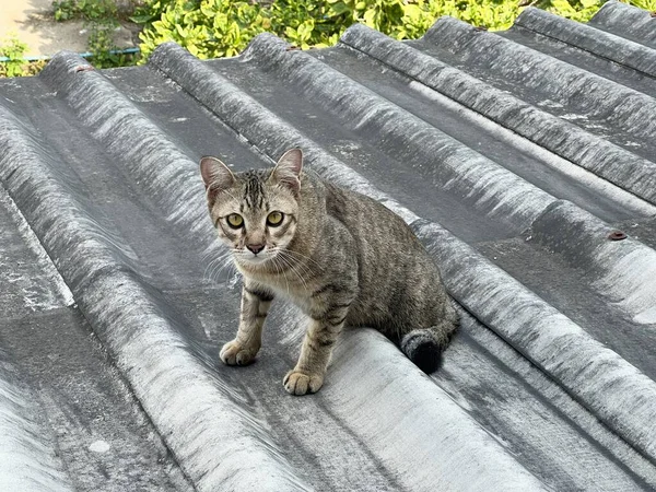Cute Tabby Cat Roof — Stock Photo, Image