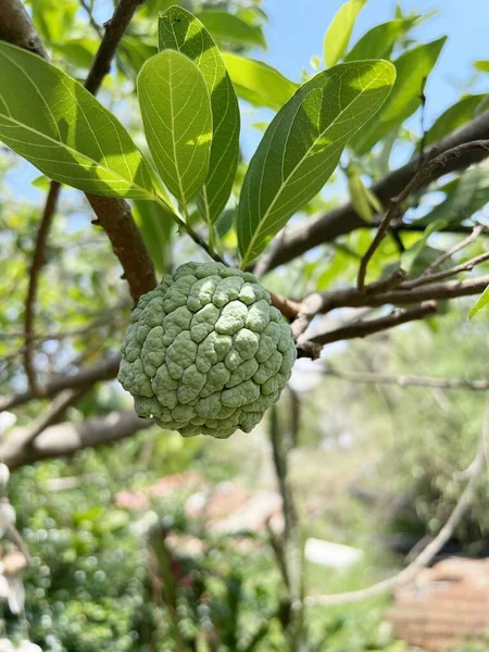 Sugar Apple Fruit Nature Garden — 图库照片