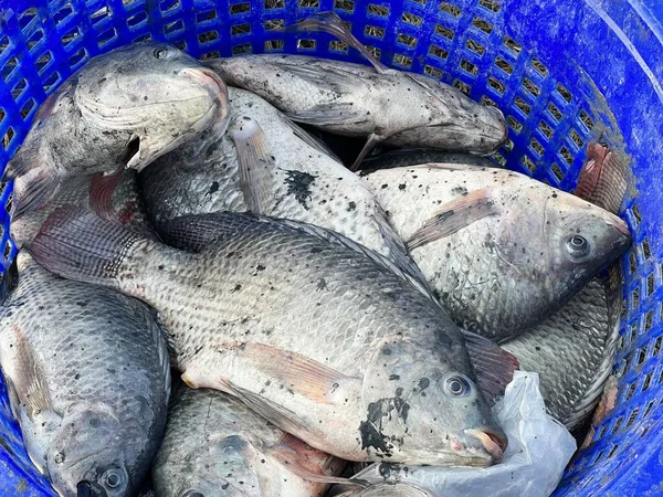 Fermer Nile Tilapia Poisson Dans Panier — Photo