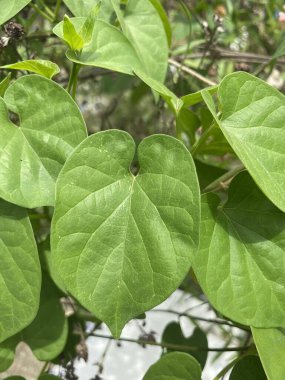 Doğa bahçesinde yeşil sarmaşık yaprağı