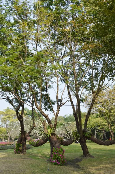 Ogród Przyrody Chachoengsao Tajlandii — Zdjęcie stockowe