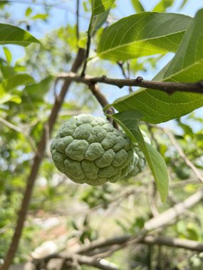 sugar apple fruit in nature garden