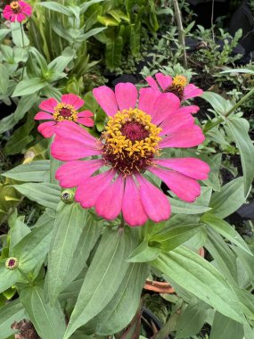 Pembe zinnia zarif çiçekleri doğa bahçesinde