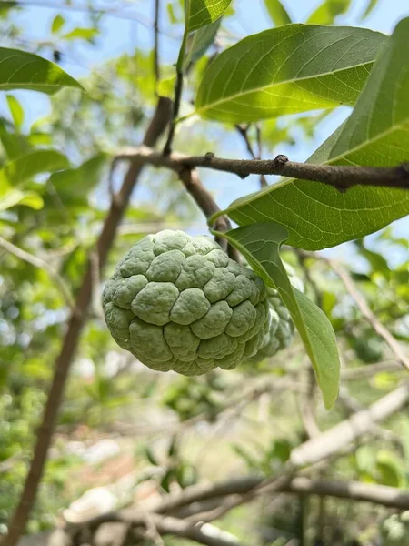 Sugar Apple Fruit Nature Garden — стоковое фото