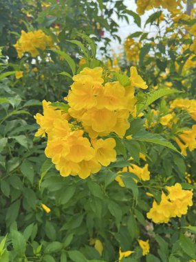 Sarı çiçek doğanın bahçesinde