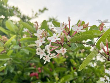 Bahçedeki beyaz karonda çiçeği