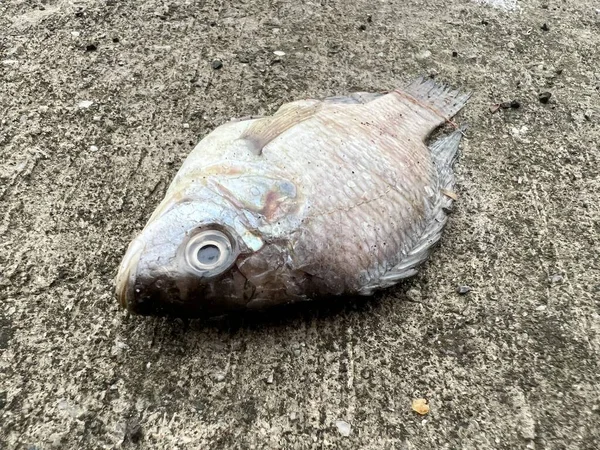 Мертвая Рыба Цементном Полу — стоковое фото