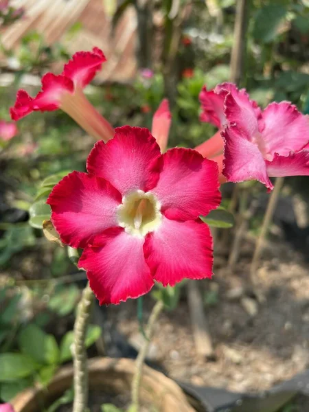 Rosa Adenium Obesum Blume Naturgarten — Stockfoto