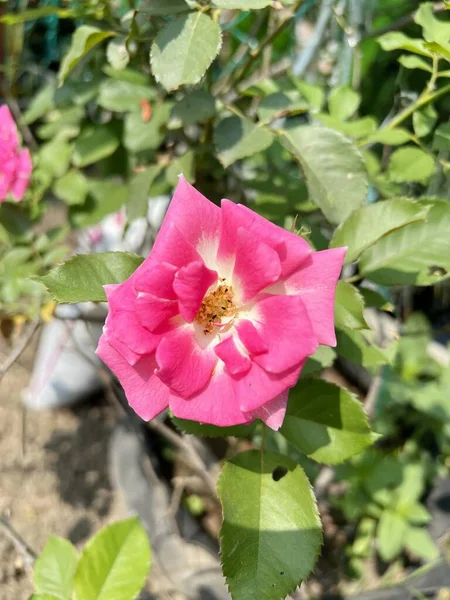 自然界花园中的粉红色玫瑰花 — 图库照片