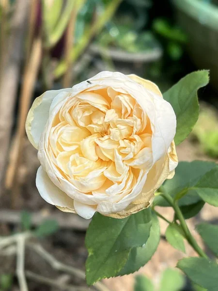 Doğa Bahçe Içinde Beyaz Gül Çiçek — Stok fotoğraf