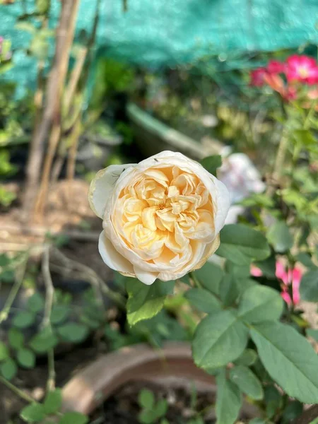 Fleur Rose Blanche Dans Jardin Naturel — Photo