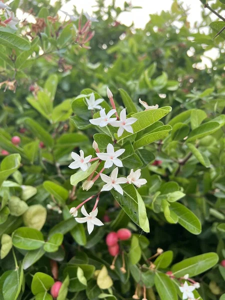 Белый Цветок Каронды Саду — стоковое фото