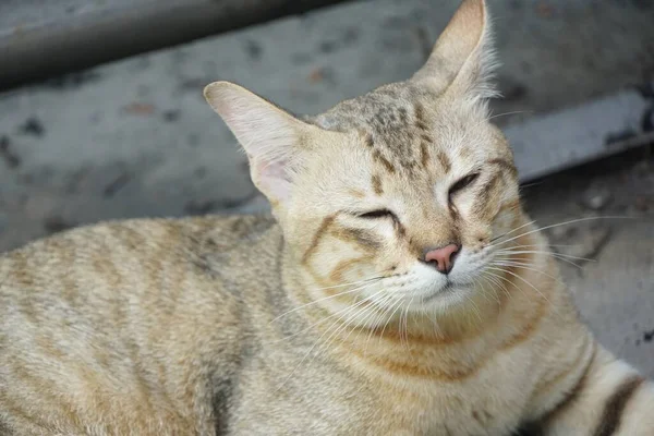 Carino Gatto Tabby Sul Tavolo — Foto Stock