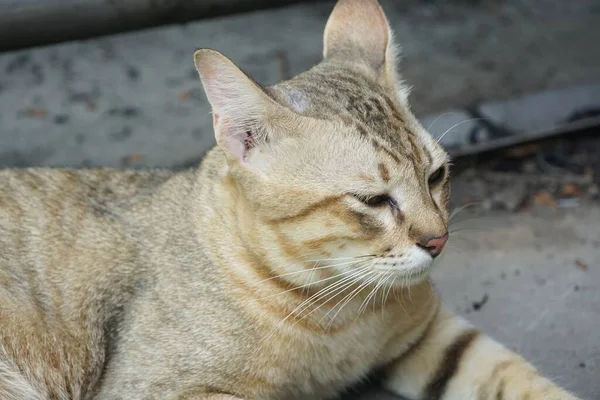 Мила Кішка Таббі Столі — стокове фото