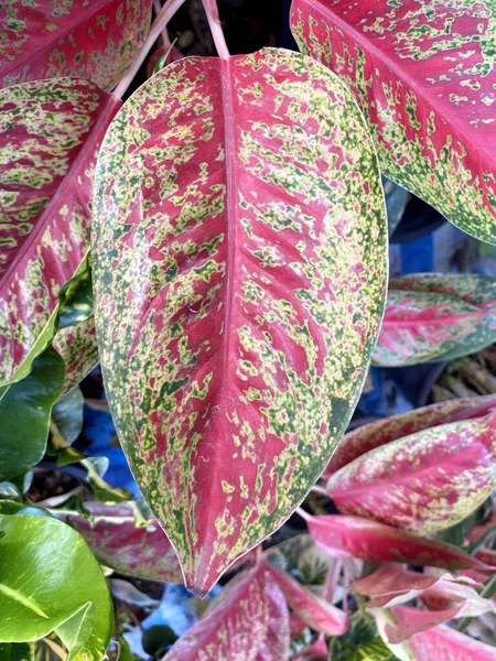 Растения Aglaonema Саду Природы — стоковое фото