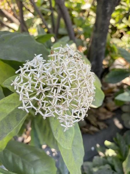 庭の白いイクソラコカの花 — ストック写真