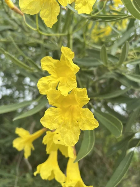 Tabebuia Argentea Flor Jardim Natureza — Fotografia de Stock