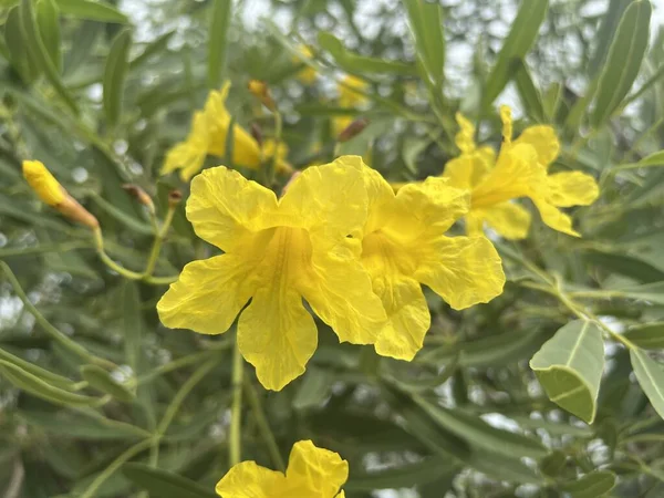 Tabebuia Argentea Kwiat Ogrodzie Przyrody — Zdjęcie stockowe