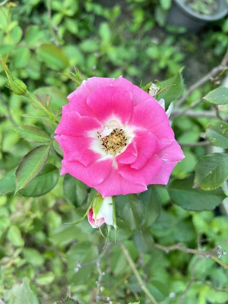 Rosa Rosa Rosa Flor Jardim Natureza — Fotografia de Stock