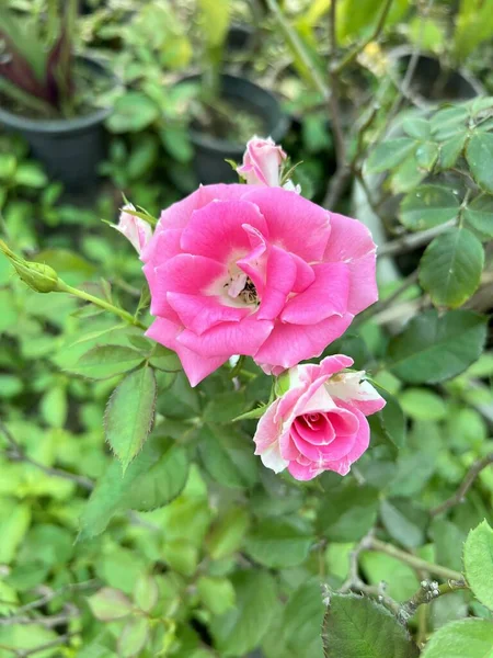 Roze Roos Bloem Natuur Tuin — Stockfoto