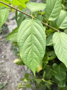 Doğa bahçesinde taze yeşil langoon yaprağı