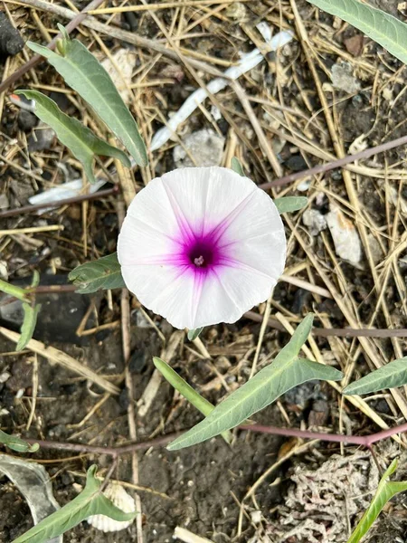 Flor Gloria Mañana Jardín Naturaleza — Foto de Stock