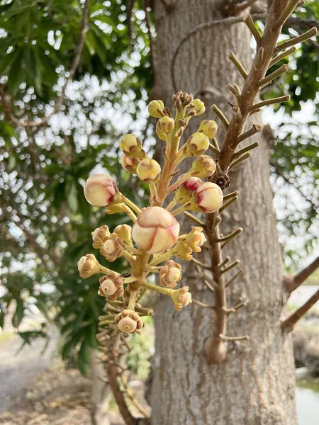 Sal Fiore Nel Giardino Naturale — Foto Stock