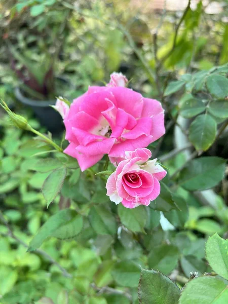 Rosa Rosa Flor Jardín Naturaleza — Foto de Stock