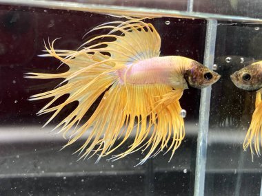 Akvaryumda Beta balığı