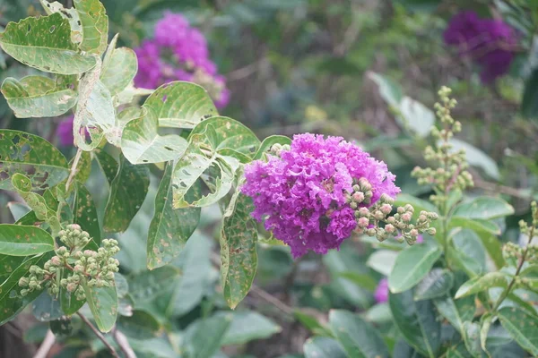 Lagerstroemia Speciosa Blume Naturgarten — Stockfoto