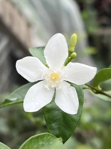 Белый Жасминовый Цветок Саду Природы — стоковое фото