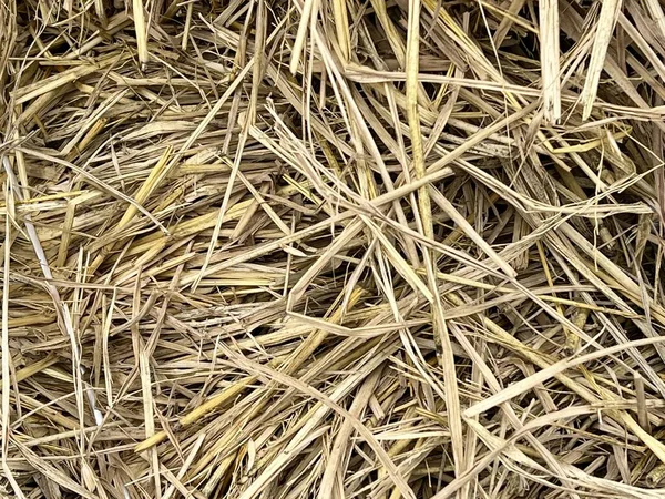 Dry Straw Agriculture Farm — Foto Stock