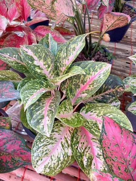 Tanaman Aglaonema Indah Kebun Alam — Stok Foto