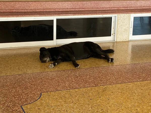 close up dirty black dog sleep on cement floor