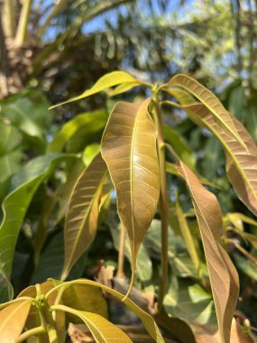 Doğa bahçesinde mango yaprağı